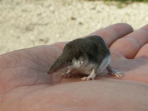 Hundreds of new mammal species are hiding in plain sight
