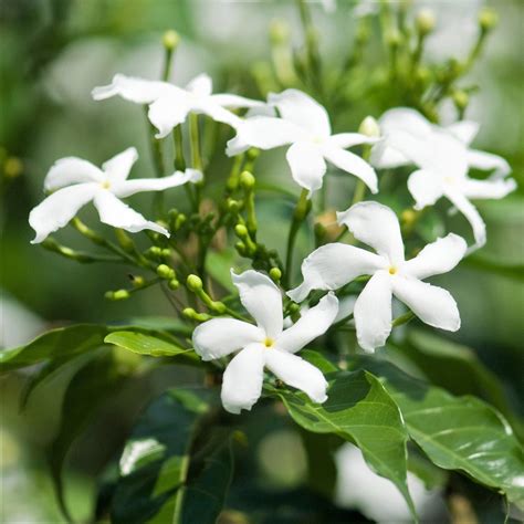 Jasmine Flower