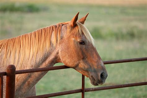 Texas horse owners encouraged to take national survey - Texas Farm Bureau