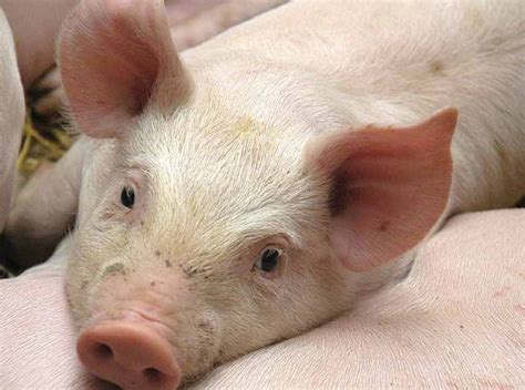 pig members update red tractor assurance