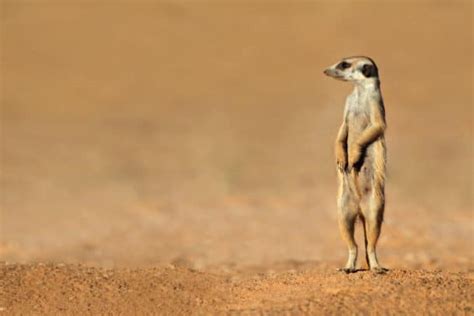 Meerkat Facts: Africa’s Social Suricate