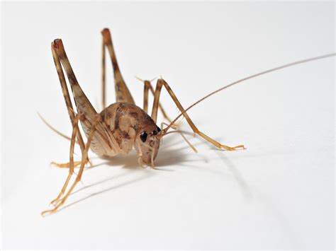 Get Rid of Spider Crickets | Pest Guide | Doctor Pest