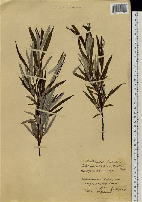 MW0051344, Salix schwerinii (Ива Шверина), specimen