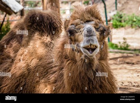 Bactrian camel (Camelus bactrianus) shows his teeth Stock Photo - Alamy