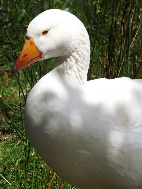 ganseinfach kiwithek