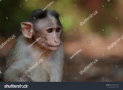 1,569 Bonnet Macaque Images, Stock Photos & Vectors | Shutterstock