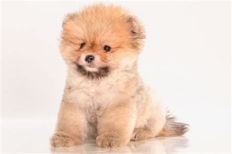 36 Pomeranian Mix Breeds – All About Poms