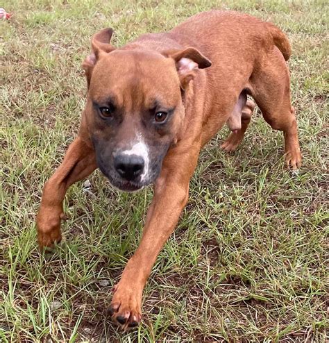 Warner Robins Police Department | Warner Robins GA