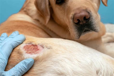 6 Of The Most Common Dog Skin Conditions – The Dogington Post