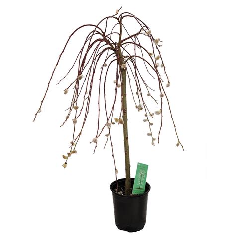 Tree of Enchantment Mini Weeping Pussy Willow Tree - 24-36" Tall - 6 ...