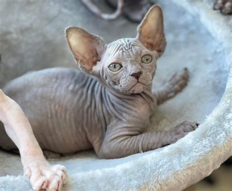 Sphynx Cat Health Issues | Health problems in Hairless cats and care