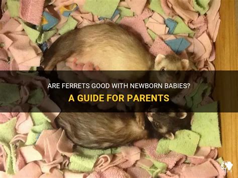 Are Ferrets Good With Newborn Babies? A Guide For Parents | PetShun