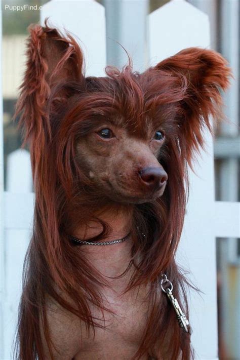Chinese crested dog – Artofit