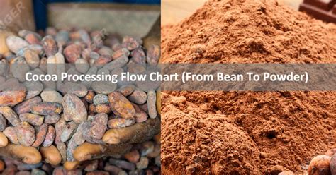 Cocoa Processing Flow Chart (From Bean To Powder) - Cocoa Machinery