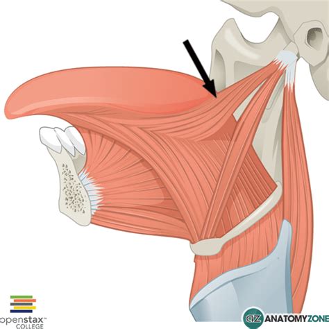 Styloglossus Muscle - AnatomyZone