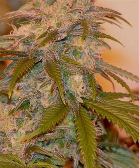 Find the Best Banana Kush Seeds for Sale