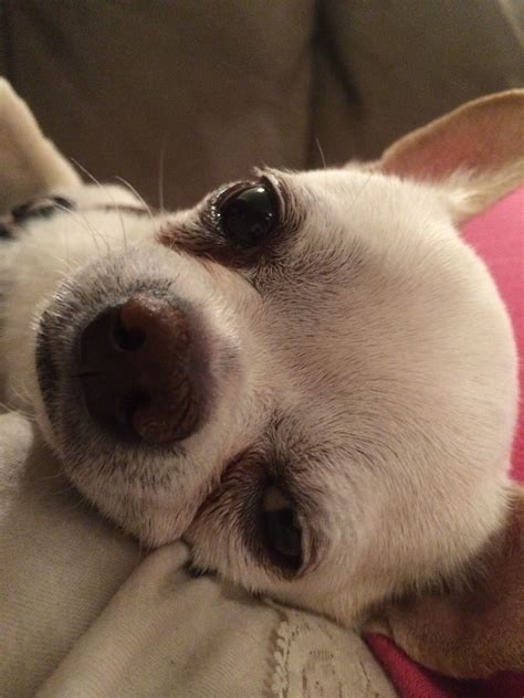 Tan & White Apple Head Chihuahua