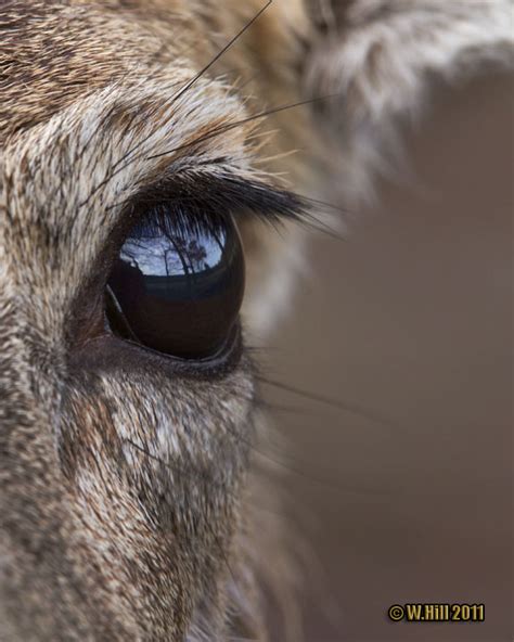 Goodinfo: Whitetail Deer Eye Close Up