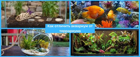 Важные отличия террариума от аквариума и есть ли разница