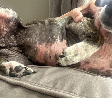 why is cat itching cheap 9