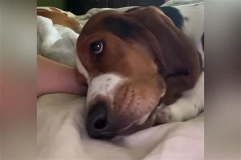 Tears as Rescued Dog 'Terrified of People' Finally Learns to Trust Again - Newsweek