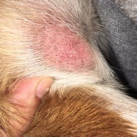 "Rash" on dog's inner thigh/groin area | Dog Forum