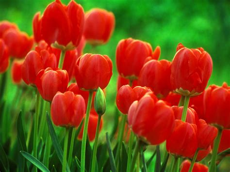 Red Tulips wallpaper | 1600x1200 | #51830