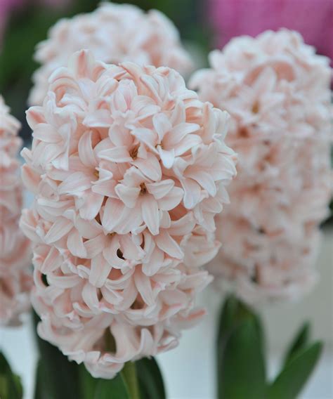 Best hyacinth varieties – 15 seasonal bulb choices | Homes & Gardens