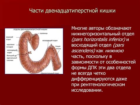 Топографическая анатомия и оперативная хирургия тонкой и толстой кишки ...