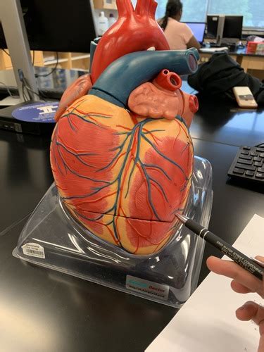 Heart anatomy flashcards