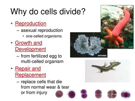 cell cycle cell growth cell division powerpoint