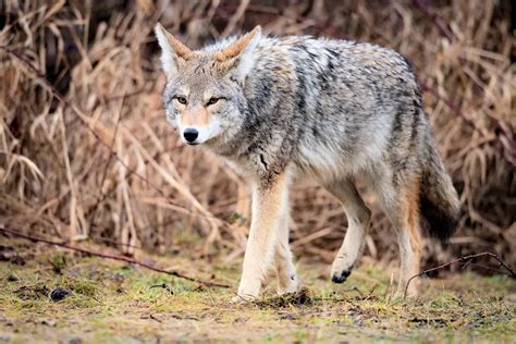 Coyote » Características, Alimentación, Hábitat, Reproducción, Depredadores