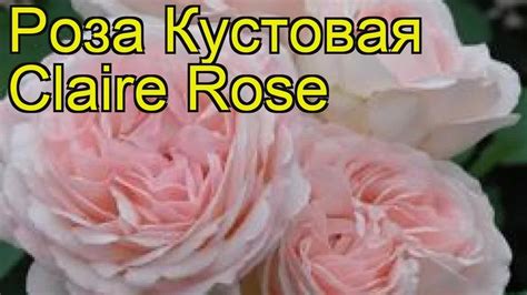 Роза кустовая Клэр Роуз (Claire Rose). Краткий обзор, описание ...