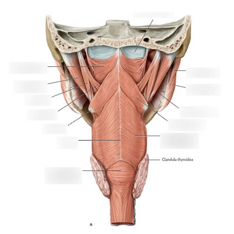 Muscles of the pharynx Diagram | Quizlet