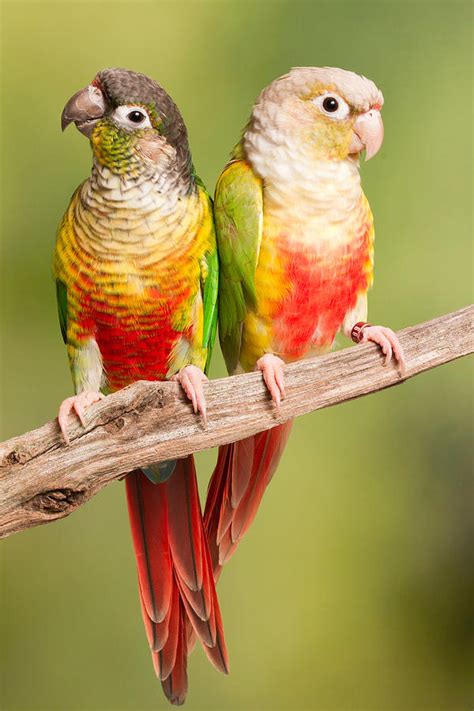 Green-cheeked Conure And Pineapple Photograph by David Kenny