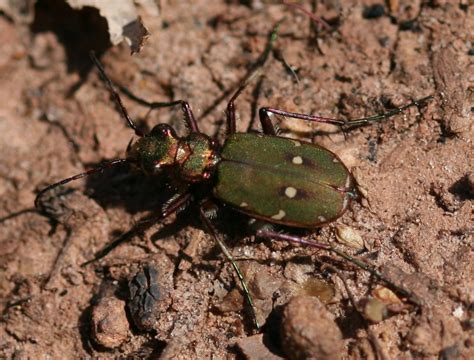 cicindela campestre cicindela campestris picture insect