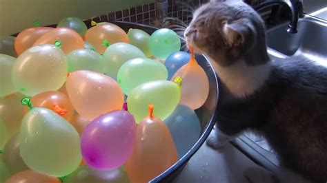 Cat Popping Water Balloons Video - Watch at Y8.com