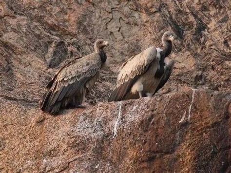 purvanchal   bird species protected research reveals facts
