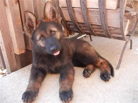 Red Sable German shepherd Puppy Vs Belgian Malinois: A Quick Look