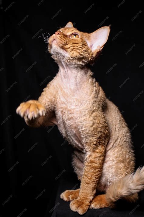 devon rex cats price 9