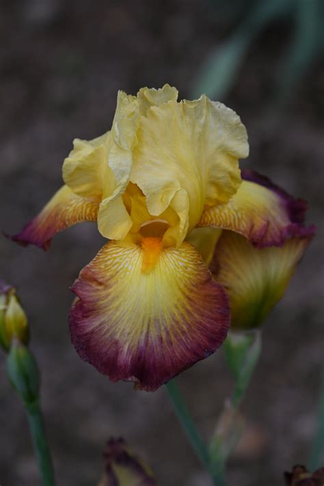 Radiant Caterpillar - Tall Bearded Iris (TB) – Exline Iris Garden