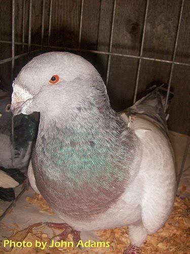 American Giant Homer Pigeon ~ ENCYCLOPEDIA OF PIGEON BREEDS