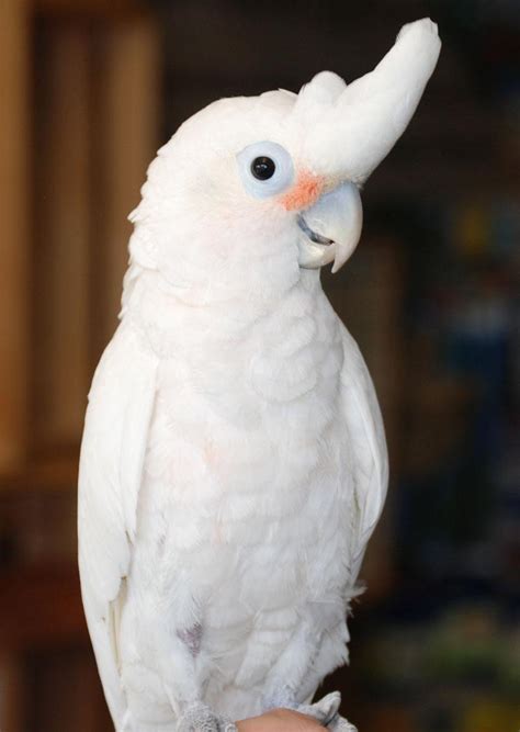 Cockatoo Wallpapers - Wallpaper Cave