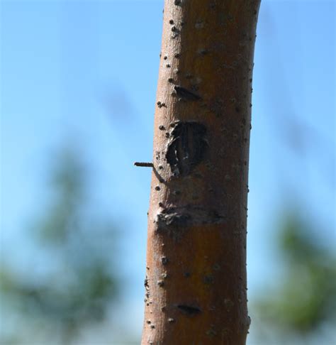 Black Stem Borer flight begins. Tree infestations not far behind. April
