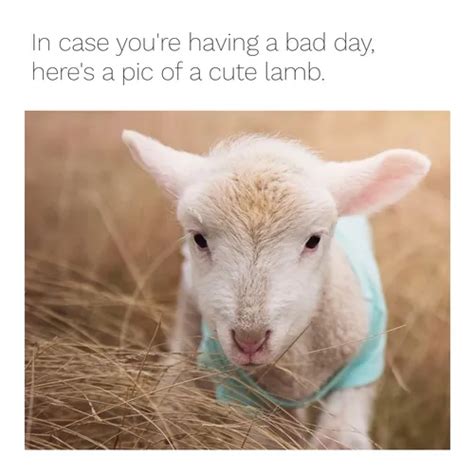 artist  meme design templates shutterstock