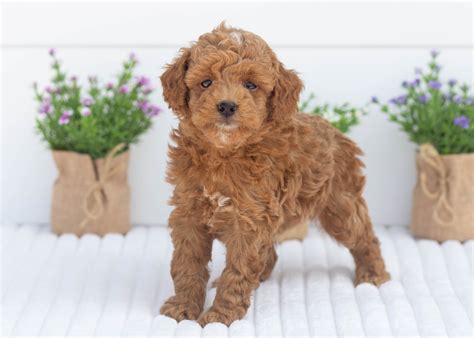 Toy Goldendoodles For Adoption — Family Bred Puppies