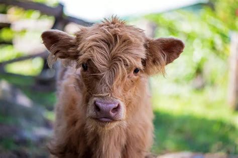 5 Therapy Farms Worth Visiting in Minnesota