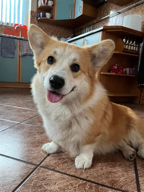 What should a well bred Corgi cost? : r/corgi