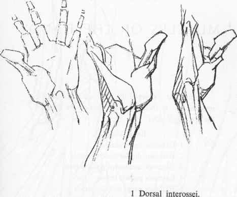 Anatomy Of The Hand - Anatomical Drawings - Joshua Nava Arts