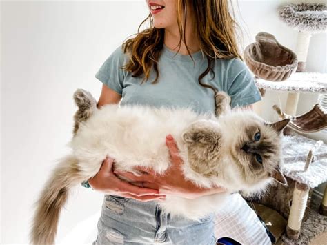 Why Do Ragdoll Cats Go Limp? - The Definitive Guide